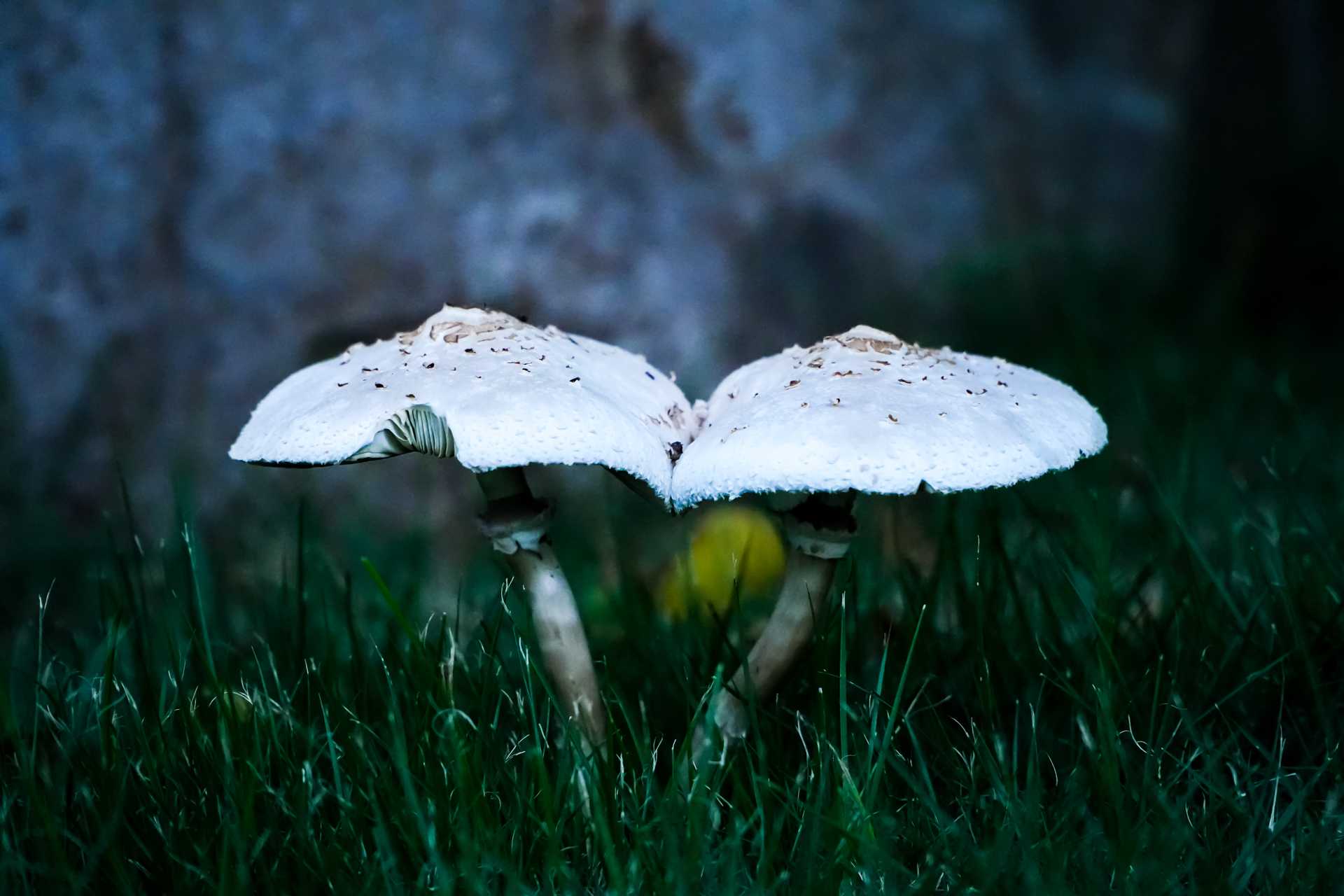 个人独立博客站点平均生命周期有多长，坚持的意义是什么？