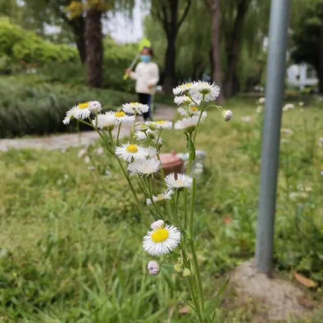 小野菊 & 蝴蝶大盗