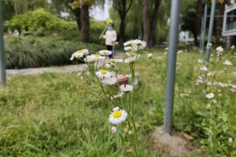 小野菊 & 蝴蝶大盗